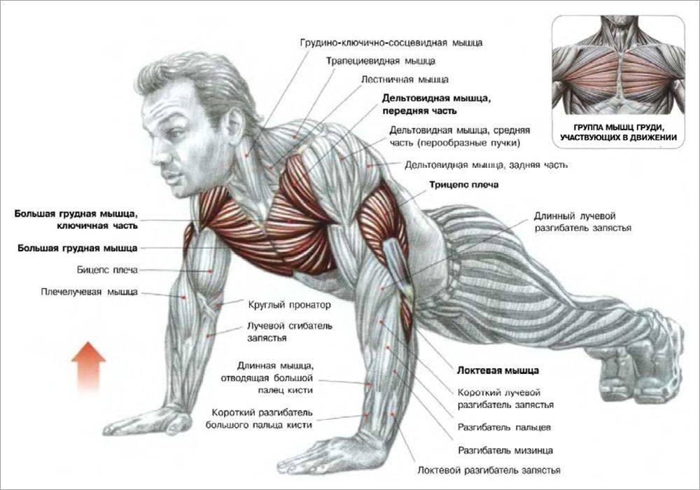 Как увеличить количество отжиманий от пола