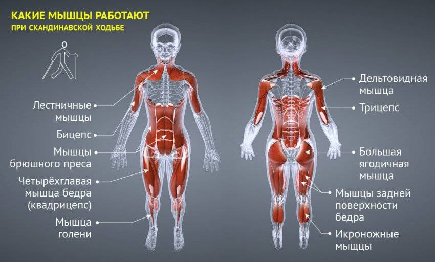 Скандинавская ходьба