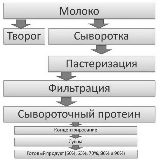 Сывороточный протеин: что это такое, его виды и полезные свойства