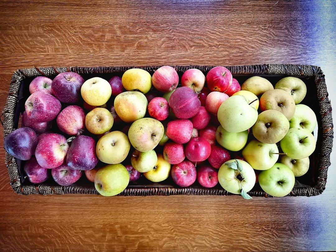 Почему покупные яблоки лучше мыть: подробно, вреден ли воск на фруктах?