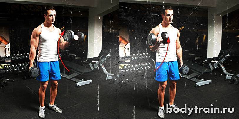 Тренировка спины и бицепса в один день