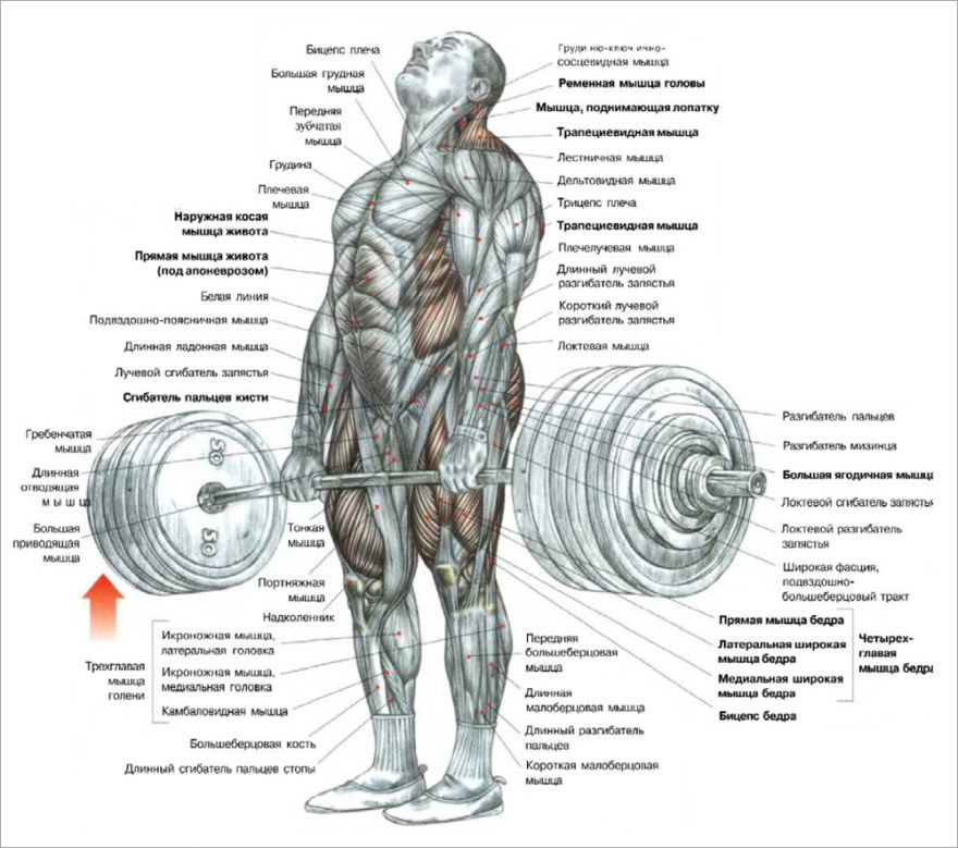 6-ти дневная программа тренировок от Арнольда Шварценеггера