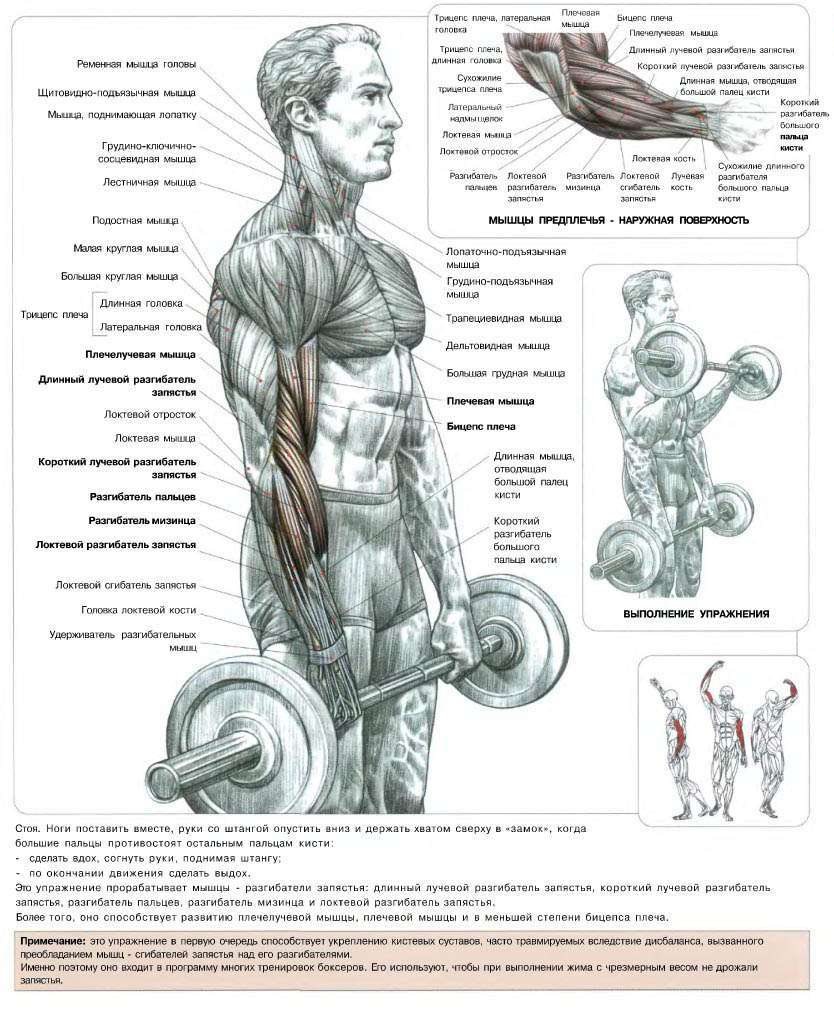 Подъем штанги на бицепс обратным хватом