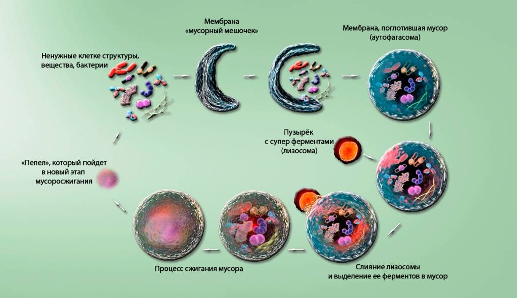 Йосинори Осуми: «я никогда не говорил, что голодание способствует аутофагии»