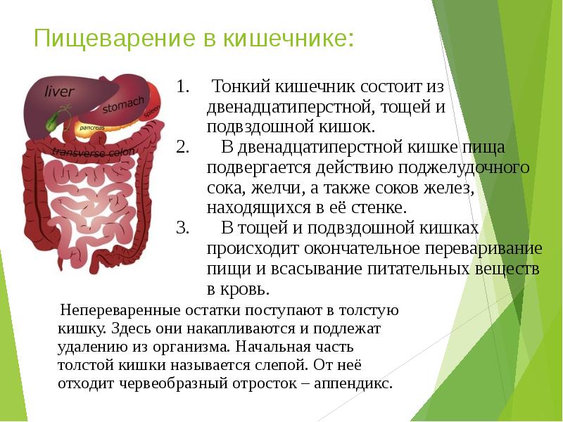 Как происходит пищеварение в тонком кишечнике?