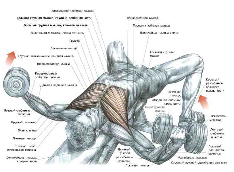 Разводка гантелей лежа на горизонтальной скамье