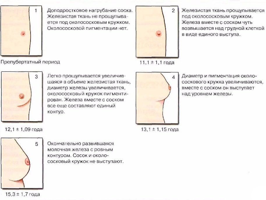 Почему не растут грудные мышцы?
