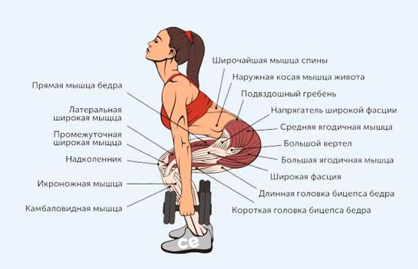 Махи гантелями в стороны: вариации, польза, какие мышцы работают
