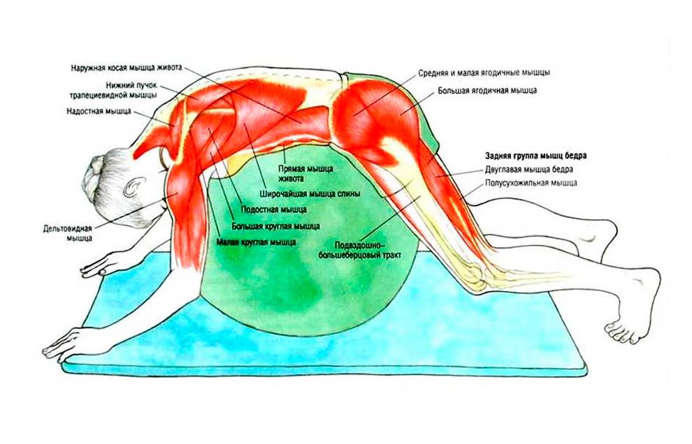 Как накачать мышцы в тренажерном зале