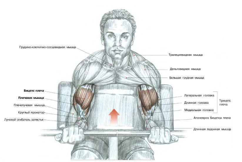 Подъем штанги на бицепс стоя