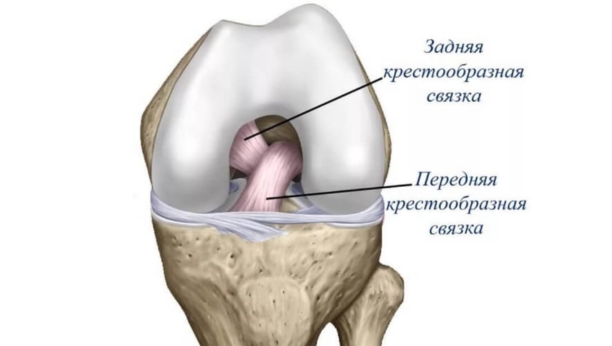Разгибание ног в тренажере