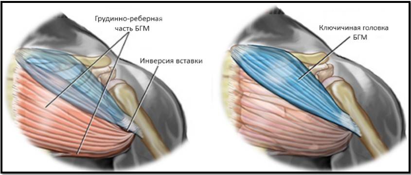 Жим штанги из-за головы