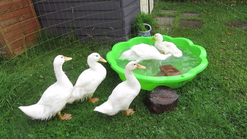 Ана Чери: красота без излишеств