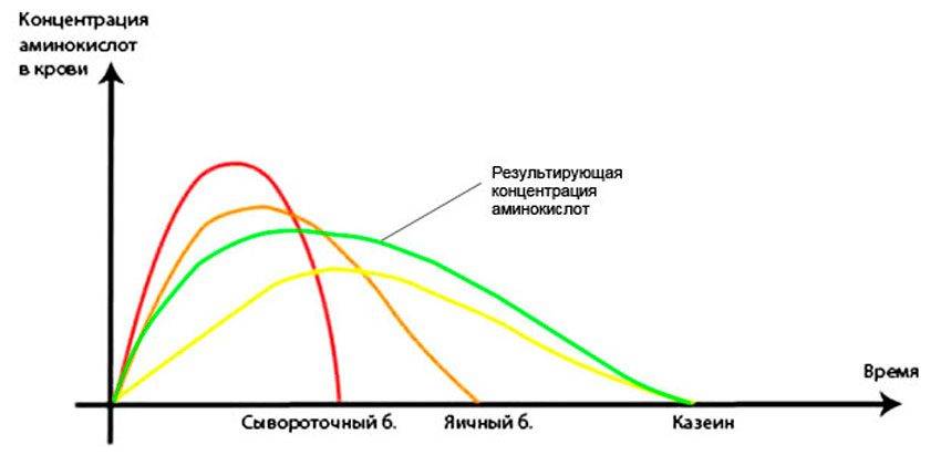 Вреден ли протеин? Сколько усваивается за раз?