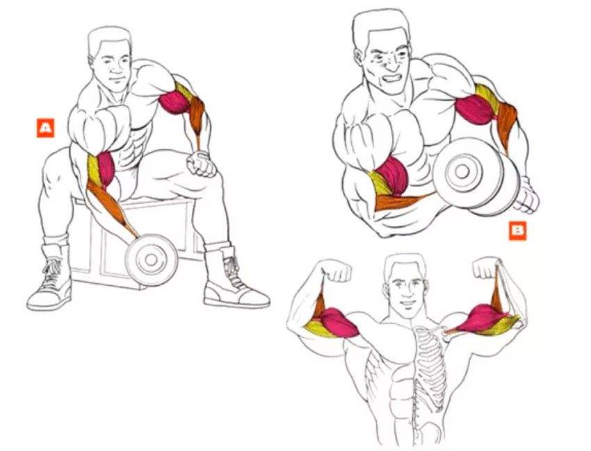 Подъем штанги на бицепс обратным хватом