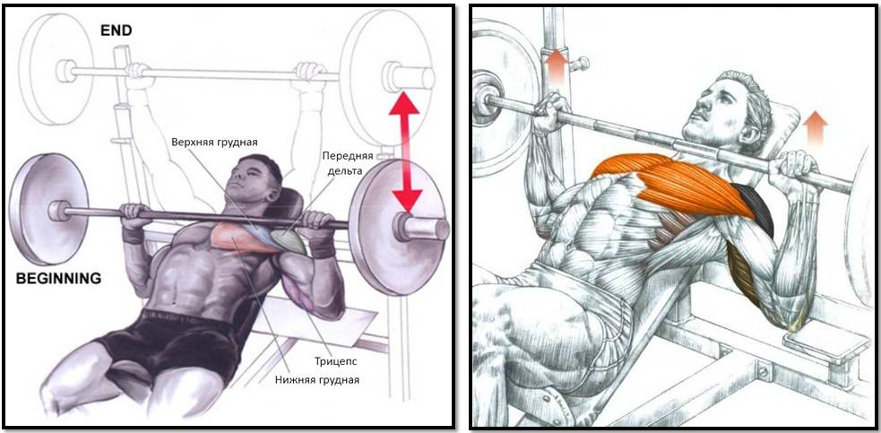 Жим штанги из-за головы