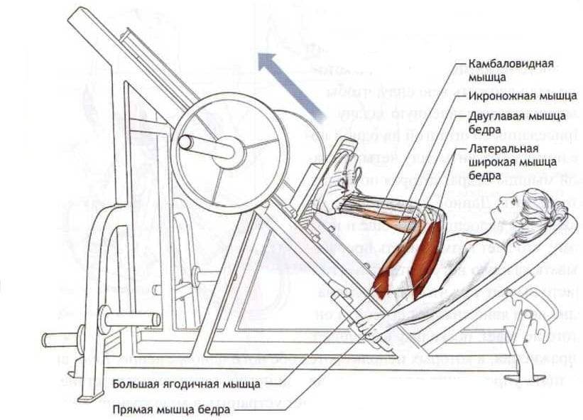 Жим ногами лежа в тренажере: какие мышцы работают, как правильно делать упражнение