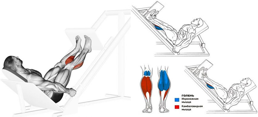 Подъем на носки: варианты стоя и сидя, особенности техники, польза упражнения