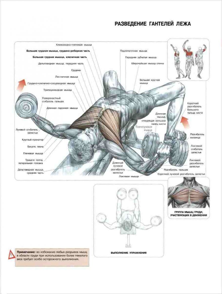 6-ти дневная программа тренировок от Арнольда Шварценеггера