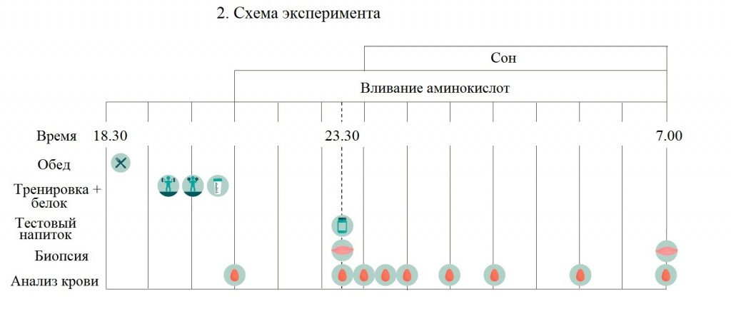 Нужно ли пить протеин на ночь?