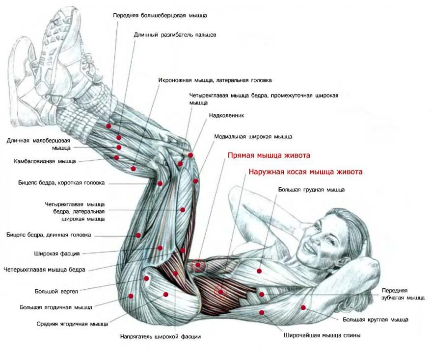 Гимнастический ролик для пресса: какие мышцы работают, упражнения с колесом