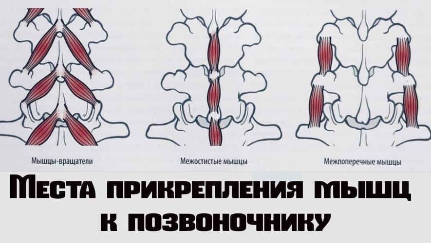 Мышцы разгибатели спины: анатомия и лучшие упражнения