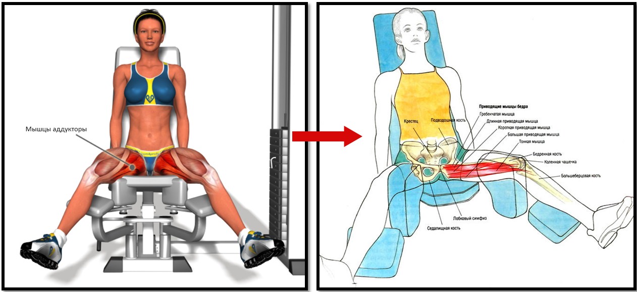 Сведение ног в тренажере: техника выполнения сидя для мужчин и женщин