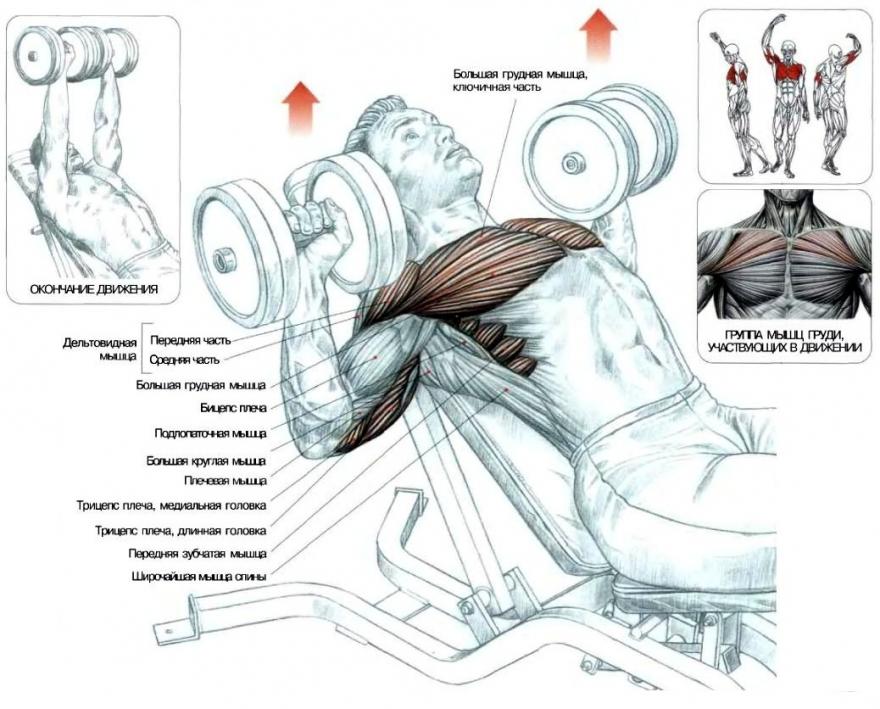 Как накачать грудь девушке: программа тренировок и меню на неделю