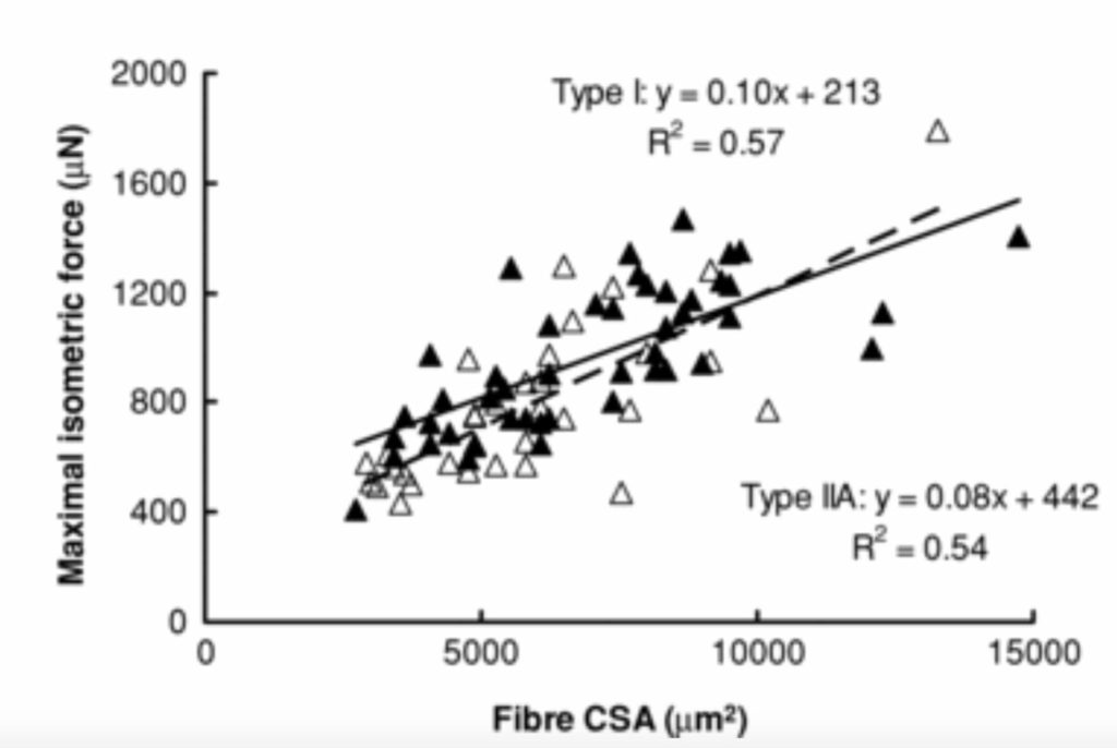 4 самых высоких бодибилдера — сколько их рост?