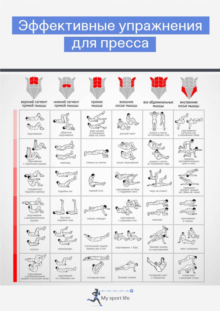 Прямая мышца живота: анатомия, функции, упражнения для женщин и мужчин
