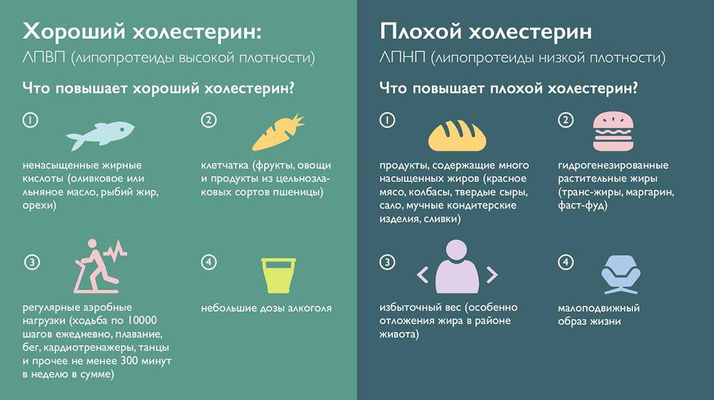 Все про холестерин: норма в крови, как снизить