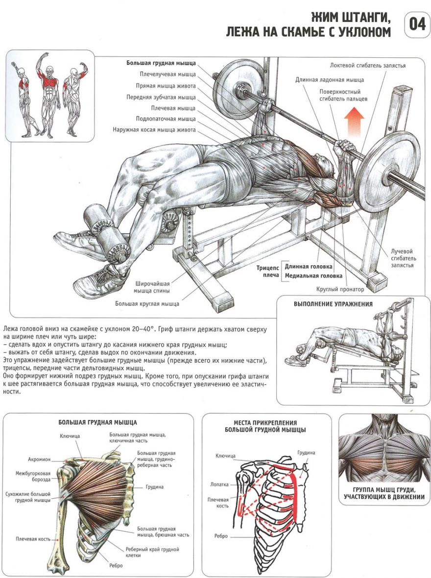 6-ти дневная программа тренировок от Арнольда Шварценеггера