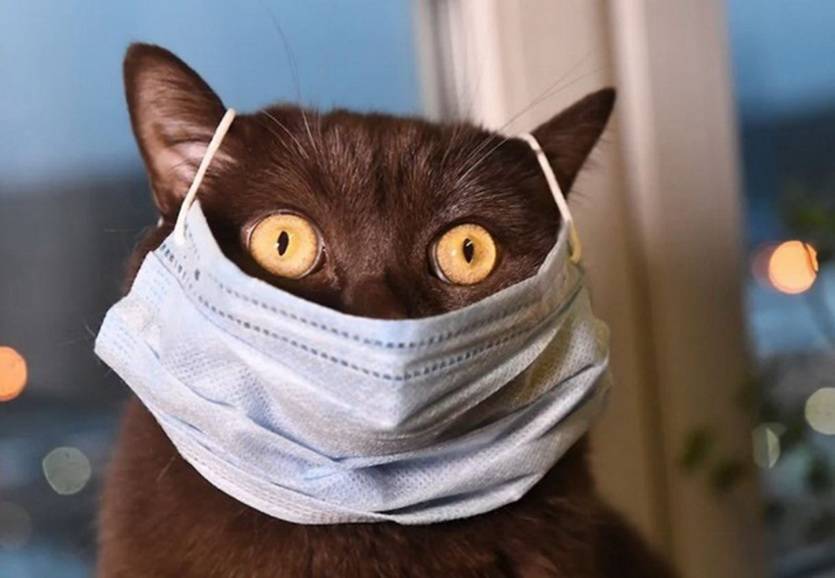 Маски – новый официальный атрибут профессиональных бодибилдеров