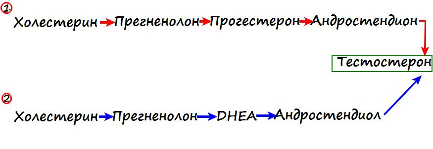 Всё о пользе трибулуса!