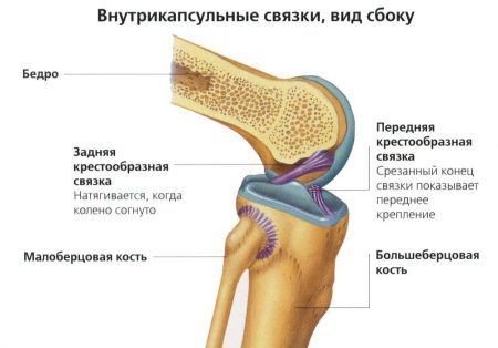 Как укрепить суставы: плечевой, коленный, тазобедренный