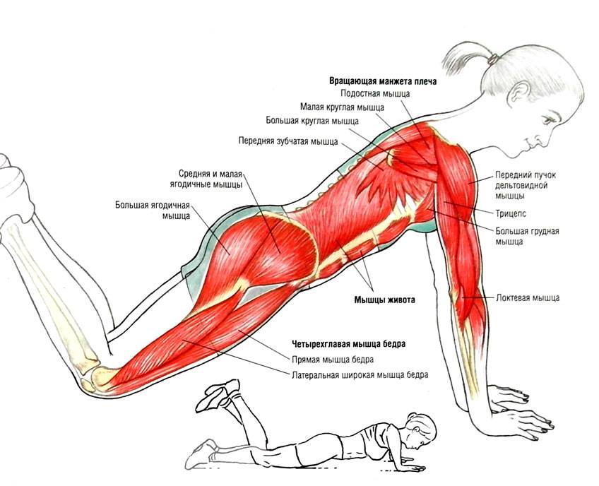 Как правильно отжиматься от пола девушкам