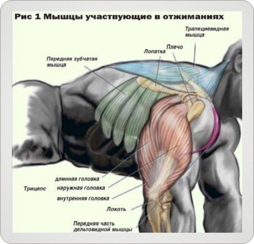 Отжимания от пола: правильная техника и 18 видов упражнения