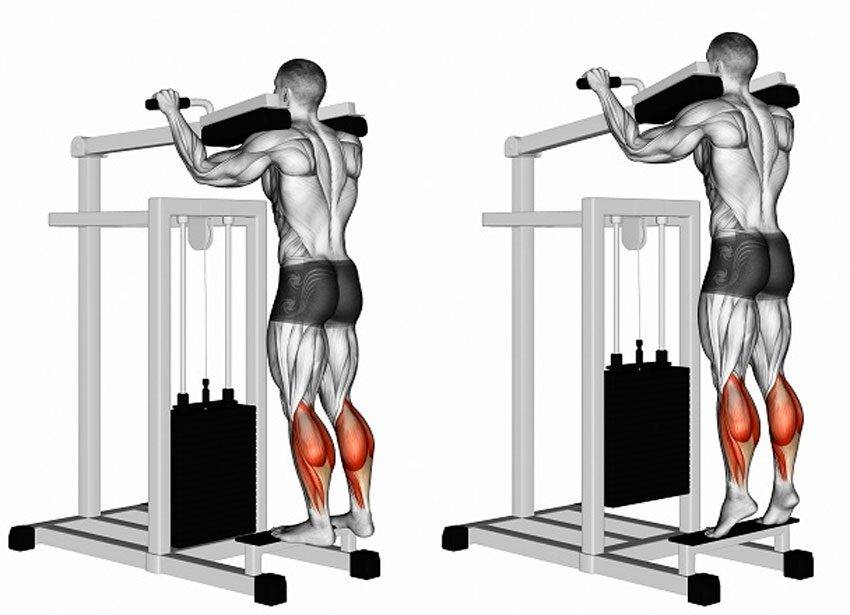 Подъемы на носки стоя и сидя