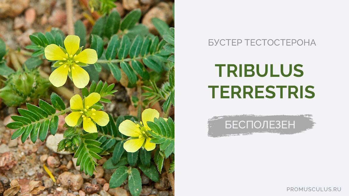 Трибулус Террестрис, растение для мужчин