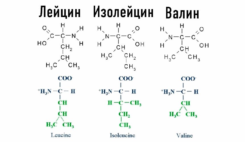 Цистин: применение в спорте, плюсы и минусы аминокислоты