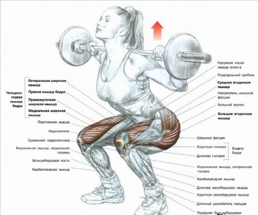 Как правильно делать приседания - техника приседания со штангой и без
