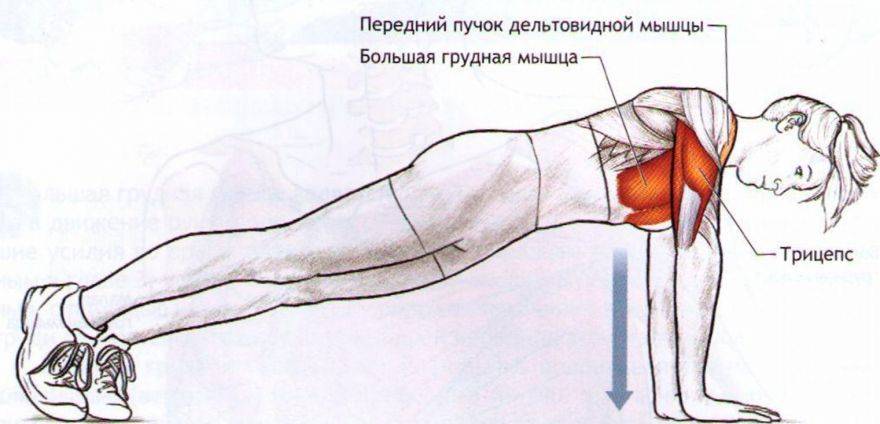 Отжимания от пола: правильная техника и 18 видов упражнения