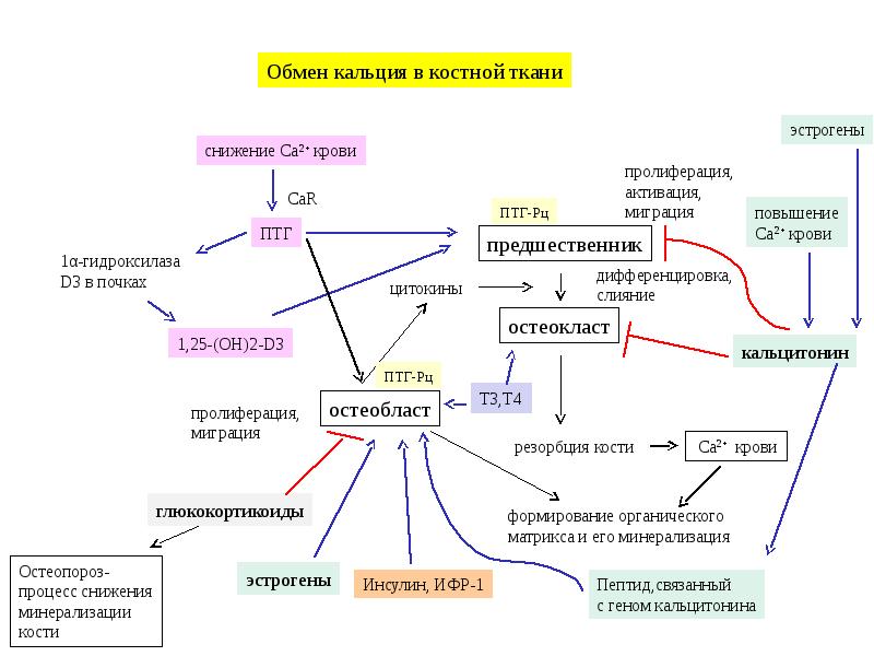 Какие гормоны регулируют обмен веществ. Схема метаболизма костной ткани биохимия. Схема регуляции обмена кальция. Метаболизм кальция схема. Схема регуляции метаболизма.