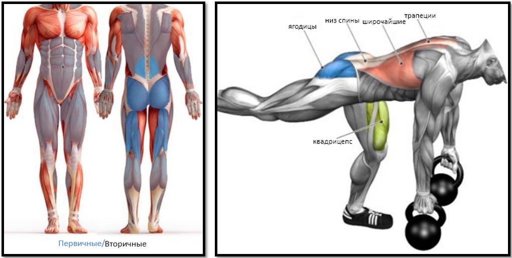 Мертвая тяга с гантелями