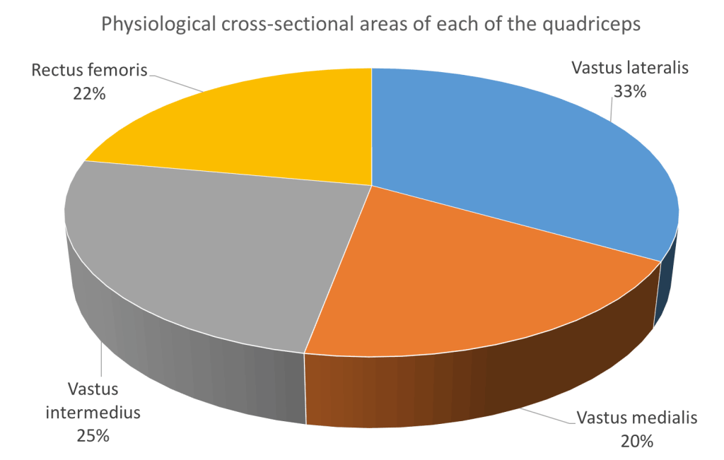 Приседания без веса