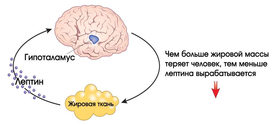 Читмил (cheat meal) – обман диеты и разгон метаболизма или самообман?