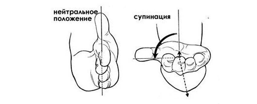 Упражнение молотки с гантелями: как выполнять подъем на бицепс