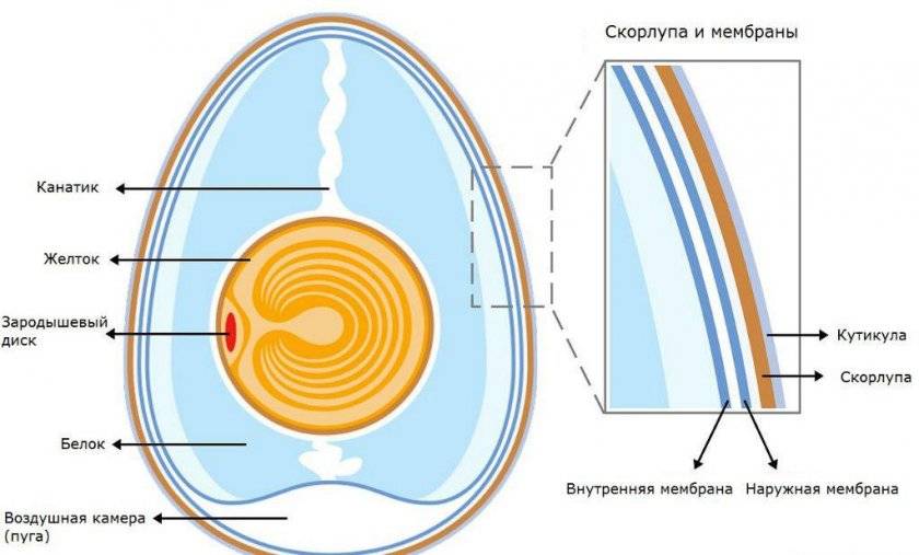 Чем полезны куриные яйца для человека: польза, состав и калорийности яиц